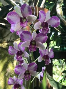 Dendrobium Burana Jade-Doreen