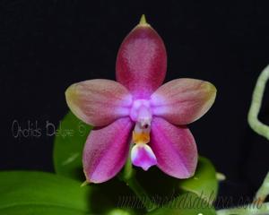 Phalaenopsis Zheng Min Rainbow