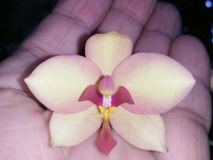 Spathoglottis Primrose