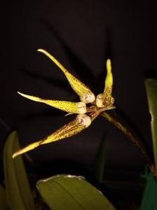 Bulbophyllum Krampus