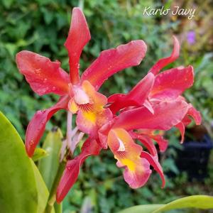 <i>Laeliocatanthe</i> Kimberly Michelle