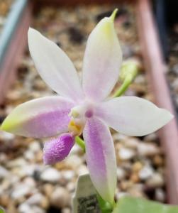 Phalaenopsis Tetra Bell