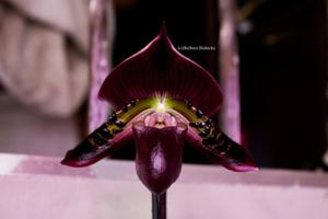 Paphiopedilum Ruby Mist-Hsinying Web