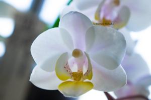 Phalaenopsis Sogo Jessica