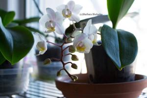 Phalaenopsis Sogo Jessica
