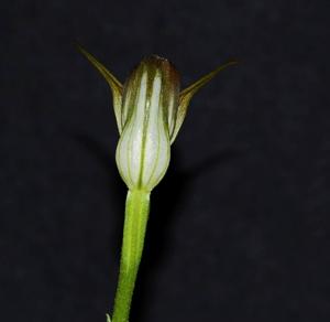 Pterostylis Dusky Duke