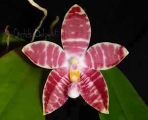 Phalaenopsis Tetrasambo