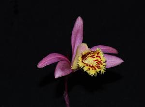 Pleione Sharon Ann Winter