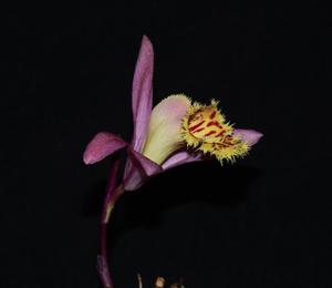 Pleione Sharon Ann Winter