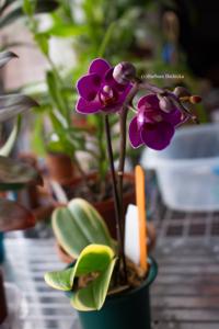 Phalaenopsis Sogo Yenlin