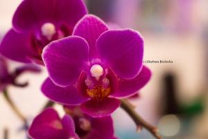 Phalaenopsis Sogo Yenlin