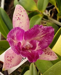 Cattleya Penny Kuroda (Caudebec Gp)