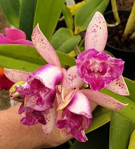 Cattleya Penny Kuroda (Caudebec Gp)