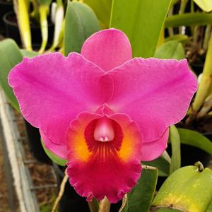 Rhyncholaeliocattleya Dendi's Storm