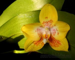 Phalaenopsis A-Liang Shito