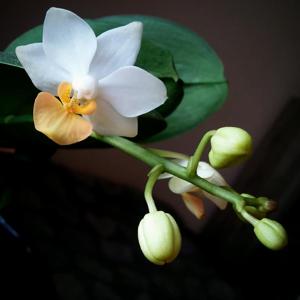 Phalaenopsis Liu's Triprince