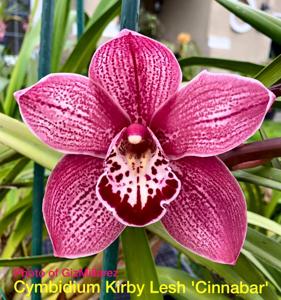 Cymbidium Kirby Lesh