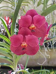 Vanda Red Maroon