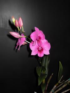 <i>Dendrobium</i> Swan's Dream