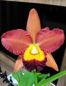 Rhyncholaeliocattleya Hawaiian Hospitality