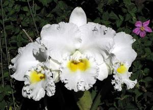 Cattleya Earl