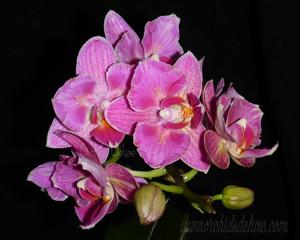 Phalaenopsis I-Hsin Confetio