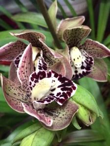 Cymbidium Vogel's Magic