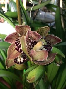 Cymbidium Vogel's Magic