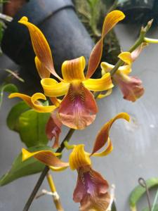 Dendrobium Rayy Bright Light