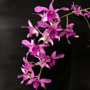 Dendrobium Australia