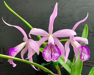 Brassocattleya Clear Stars