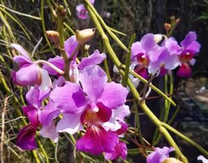 Papilionanthe Seletar Red Diamond