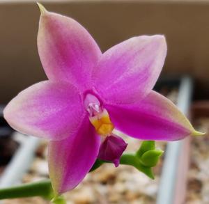 Phalaenopsis Mituo Samera