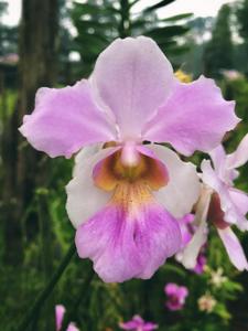 Papilionanthe Pojo