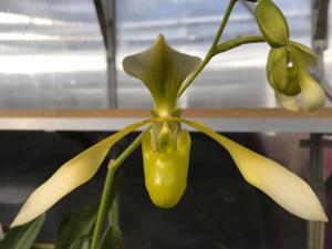 Paphiopedilum Toni Semple