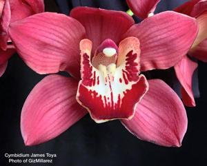 Cymbidium James Toya