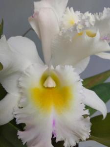 Rhyncholaeliocattleya Paradise Innocence