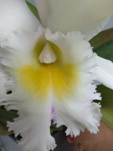 Rhyncholaeliocattleya Paradise Innocence