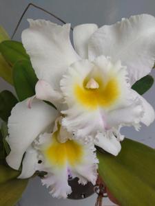 Rhyncholaeliocattleya Paradise Innocence