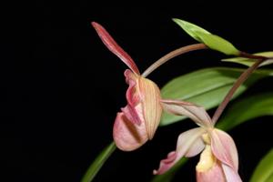 Phragmipedium Baerbel