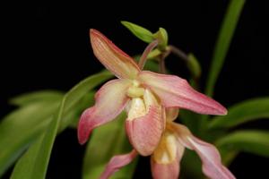 Phragmipedium Baerbel