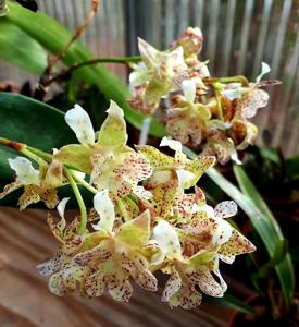 Dendrobium White Elf