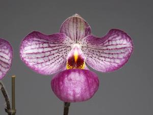 Paphiopedilum Magic Lantern