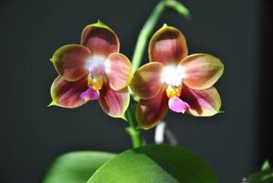 Phalaenopsis Joy Spring Canary