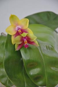 Phalaenopsis Meidarland Kaiulani