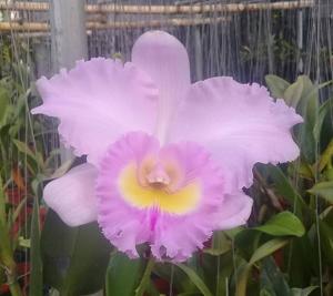 Rhyncholaeliocattleya Momilani Jewel