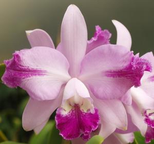 Cattleya Milton Warne