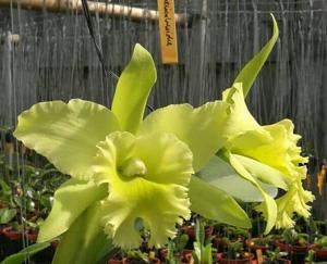 Rhyncholaeliocattleya Ports of Paradise