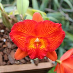 Rhyncholaeliocattleya Fantasy Circle