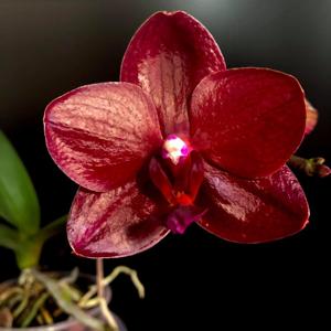 Phalaenopsis Golden Sun